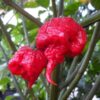 Carolina Reaper Chilli