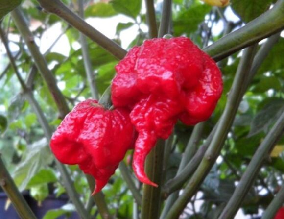 Carolina Reaper Chilli