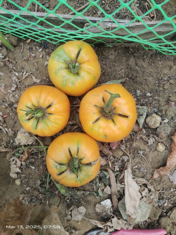 Persimmon - Image 8