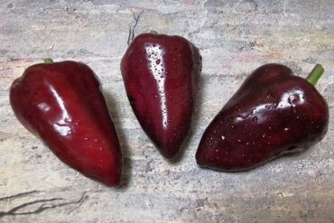 Black Tulip Sweet Pepper