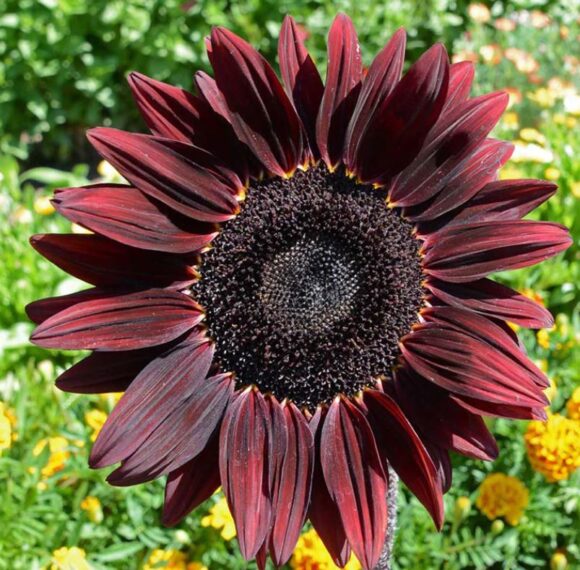 Chocolate cherry sunflower - Image 3