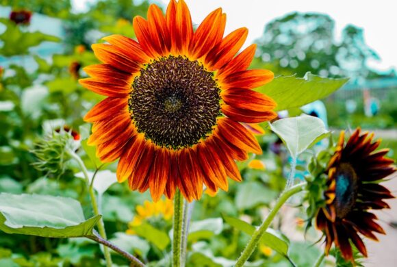 Red sun sunflower - Image 3