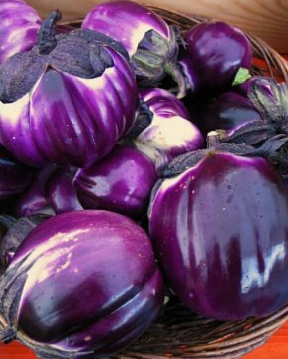 Viola di Firenze
