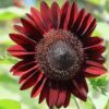 Chocolate cherry sunflower