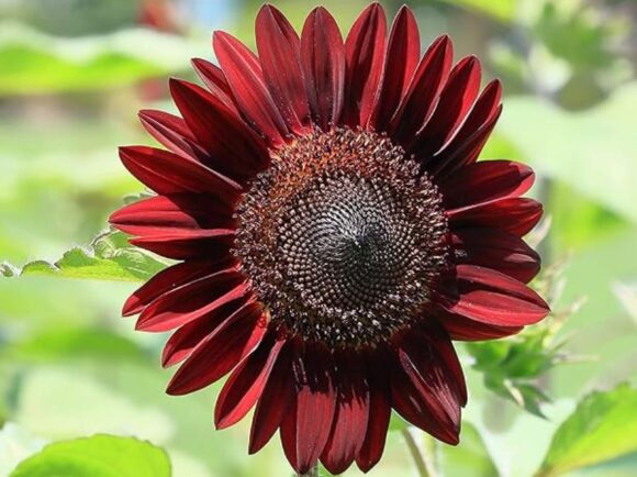 Chocolate cherry sunflower