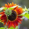 Red sun sunflower