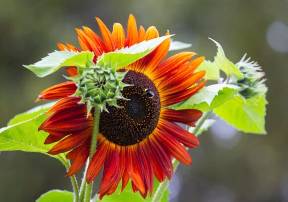 Red sun sunflower
