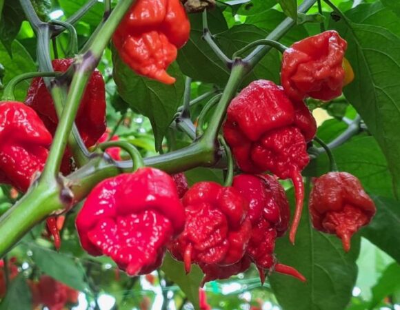 Carolina Reaper Chilli - Image 3