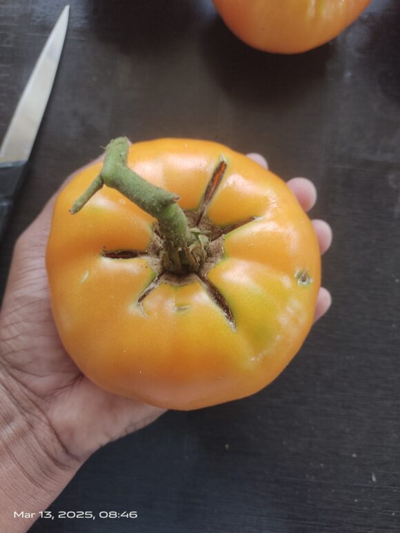 Persimmon - Image 7
