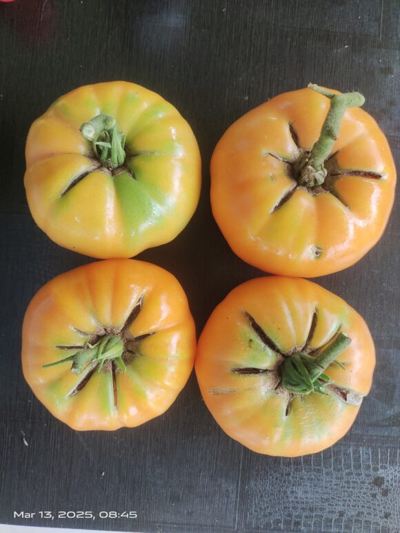 Persimmon - Image 6