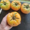Persimmon