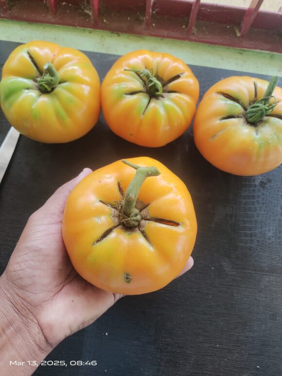 Persimmon