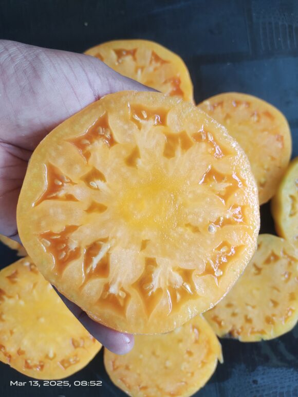 Persimmon - Image 3