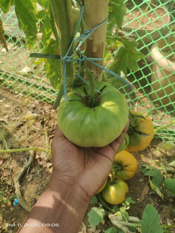Persimmon - Image 9